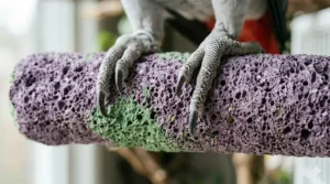 A photorealistic, high-detail 4K close-up photograph capturing an African Grey parrot's feet gripping a deeply textured purple and green speckled pumice perch for birds. The talons are neatly trimmed and blunt.