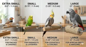 An illustration showing different bird grooming perch diameters suitable for finches, cockatiels, and African Greys.