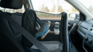 A tiny parakeet securely placed inside a bird carrier for first vet visit ready for car travel