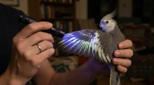 Using a handheld UV light for bird feather health inspection to check for porphyrin glow under dim lighting.