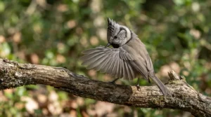 Consulting feather conditioning spray reviews for birds to help a cockatiel with healthy preening