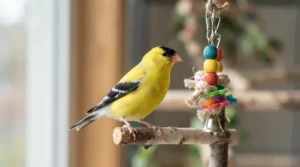 Using a gentle bird mite spray in a canary enclosure for pest control